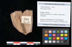Foto (Objekt + Etikett) von Pinus laricio Poiret (NHMW-GEO-2024-0188-0234)
